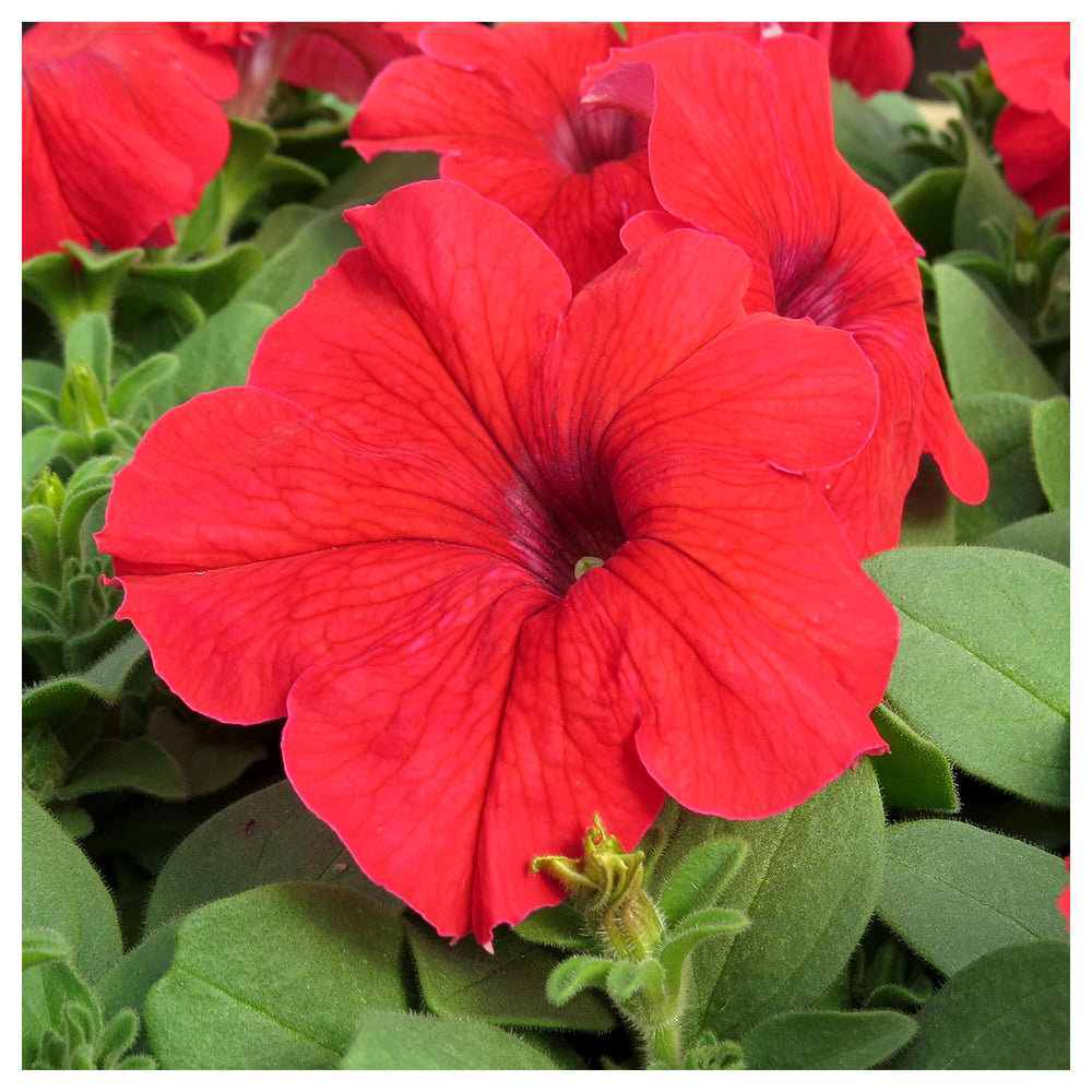 Petunia Double Madness Burgundy Flower Seeds for Planting – Heirloom, Non-GMO Seeds, High Germination, Easy Grow | Neera Seeds product photo [neera-v4-c2c5975b95913ad371b6]