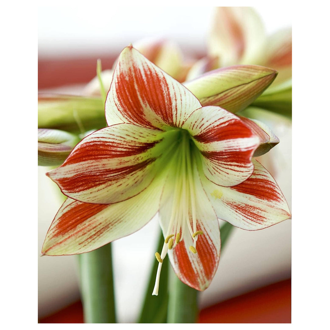 Heirloom Non-GMO Deep Red Amaryllis Flower Seeds for Planting – High Germination Organic Garden Seeds | Neera Seeds product photo [neera-v4-c2c742869bbef133c791]