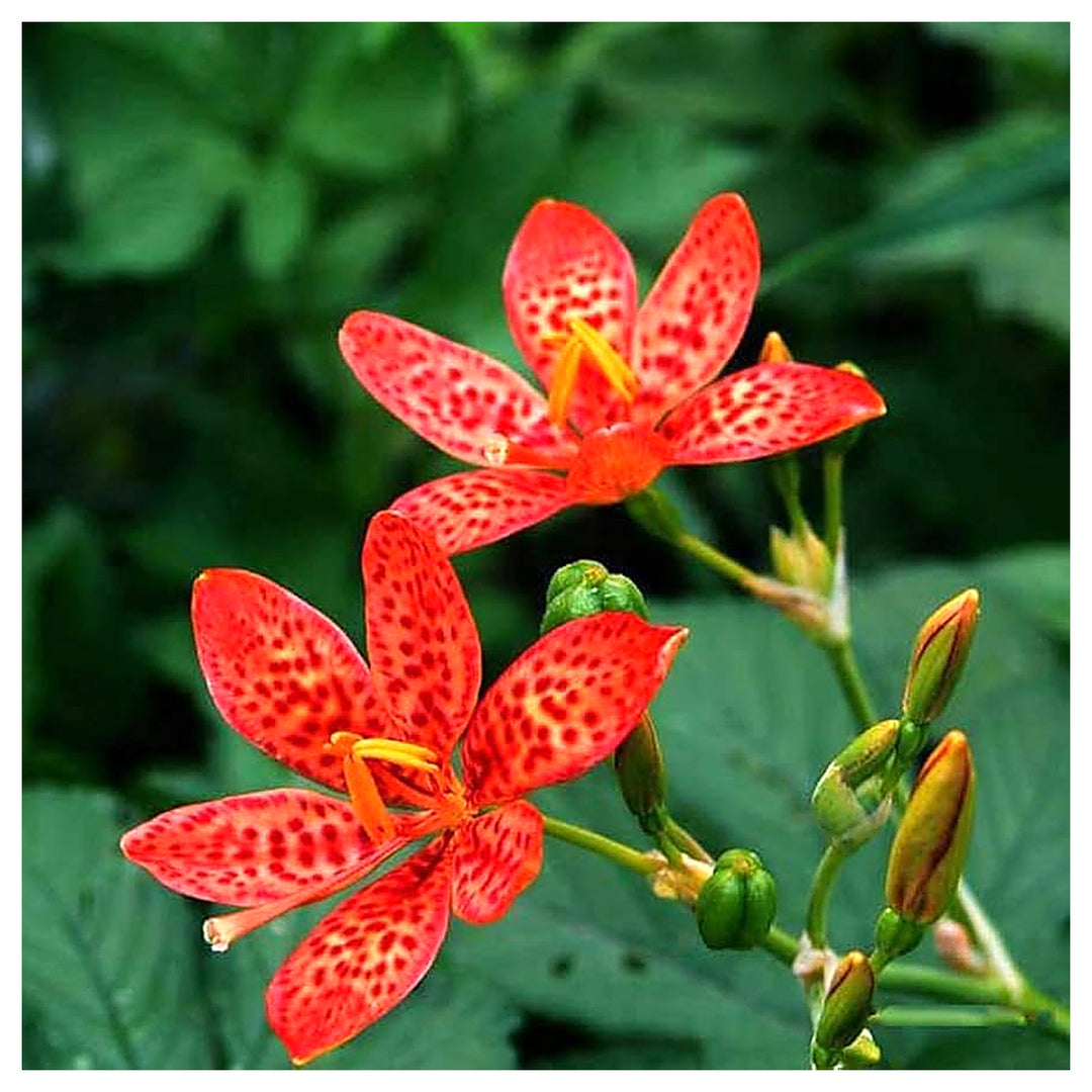 Red Leopard Flower Seeds for Planting - Heirloom Non-GMO High Germination Organic Garden Seeds | Neera Seeds product photo [neera-v4-c2c81f3571c18573cfc4]