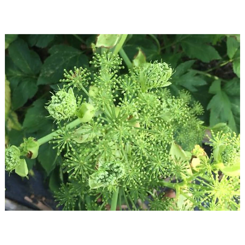 Ashitaba (Angelica Keiskei) Organic Heirloom Garden Seeds | Non-GMO Medicinal Velvet Planting | Neera Seeds product photo [neera-v4-c2c9239b140663f73813]