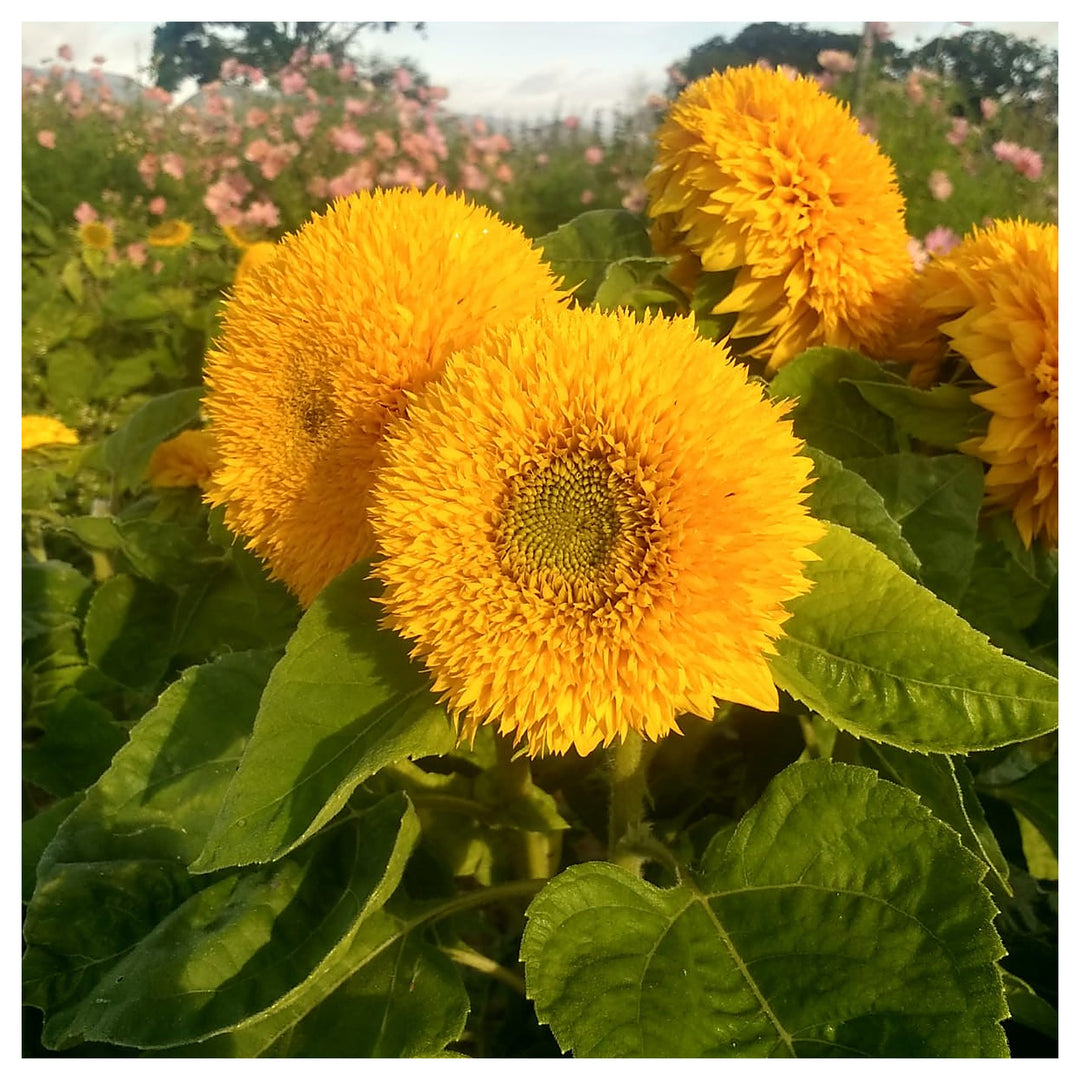 Yellow Teddy Sunflower Seeds for Planting | Heirloom Non-GMO High Germination Organic Garden Seeds | Neera Seeds product photo [neera-v4-c2ceec37107e47eb8e81]
