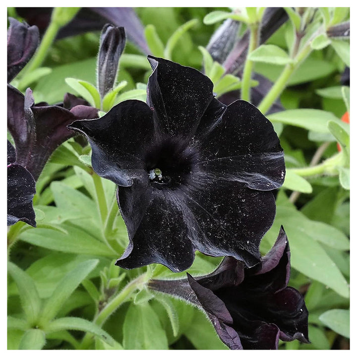 Black Petunia Flower Seeds for Garden Planting - Heirloom, NON-GMO Seeds - Easy to Grow Blooms | Neera Seeds product photo [neera-v4-c2e4b50cb72d1a58caf0]