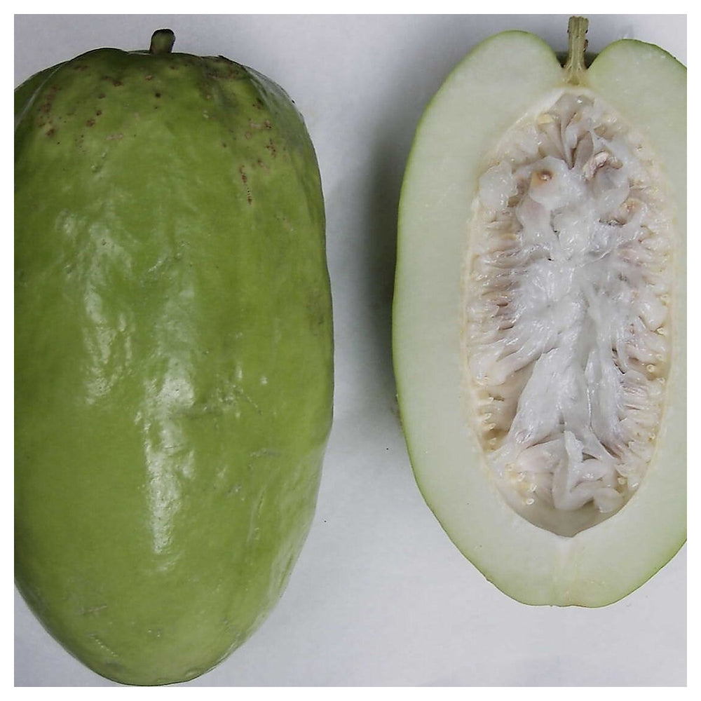 Giant Passiflora Granadilla Fruit Seeds for Planting – Heirloom, Non-GMO, High Germination Organic Garden Seeds for | Neera Seeds product photo [neera-v4-c2ea1deca6859acea444]