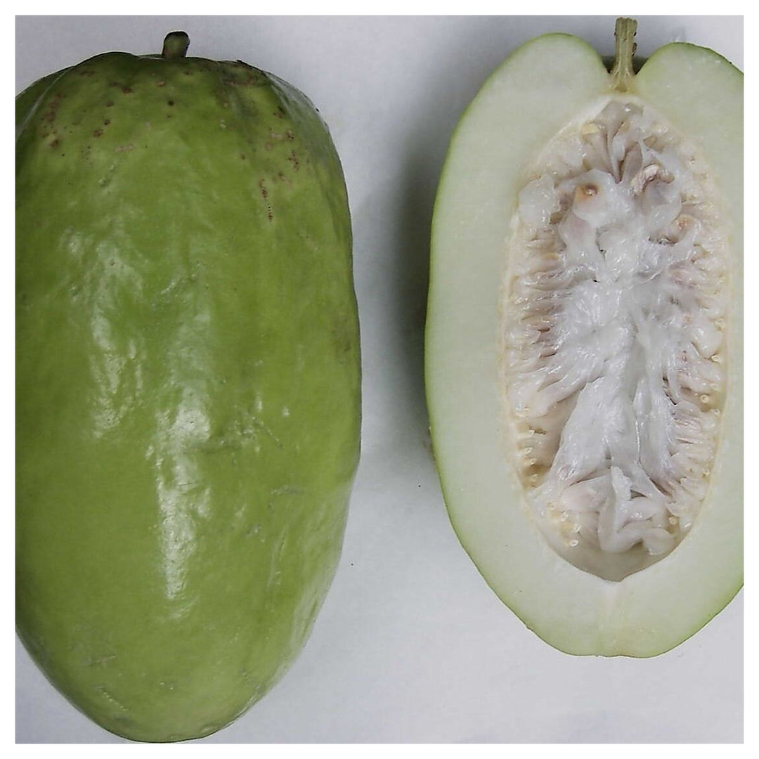 Giant Passiflora Granadilla Fruit Seeds for Planting – Heirloom, Non-GMO, High Germination Organic Garden Seeds for | Neera Seeds product photo [neera-v4-c2ea1deca6859acea444]