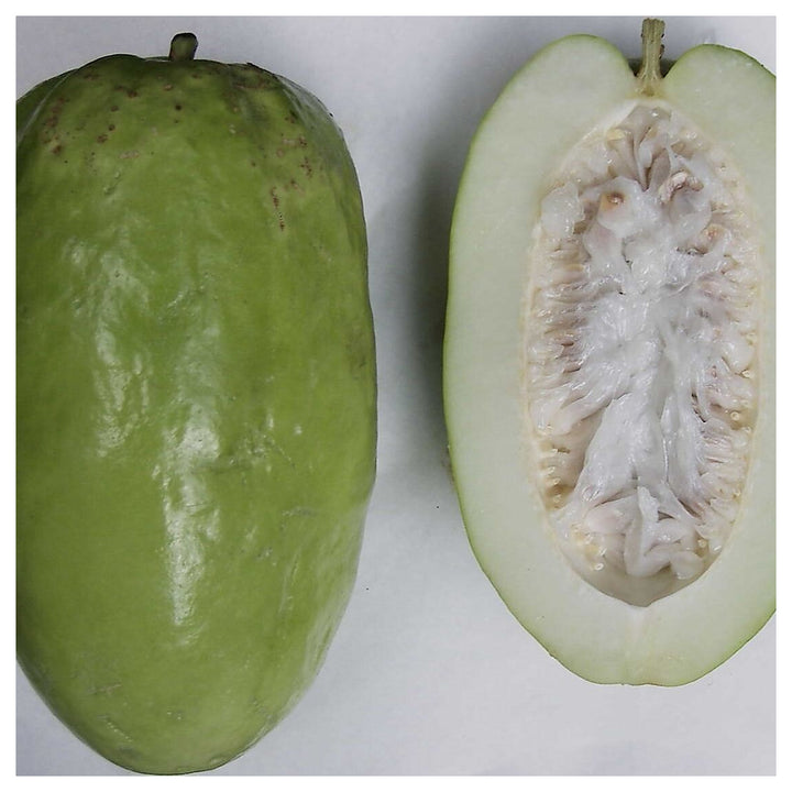 Giant Passiflora Granadilla Fruit Seeds for Planting – Heirloom, Non-GMO, High Germination Organic Garden Seeds for | Neera Seeds product photo [neera-v4-c2ea1deca6859acea444]