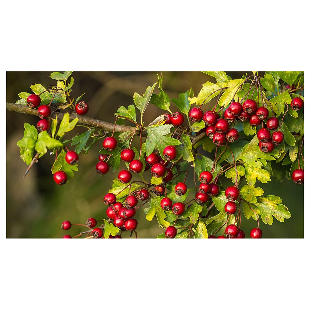 Elegant Bonsai Apple Seeds for Planting – Heirloom, Non-GMO, High Germination Organic Garden Seeds for Small Spaces | Neera Seeds product photo [neera-v4-c2ef8669891cb81bacfc]