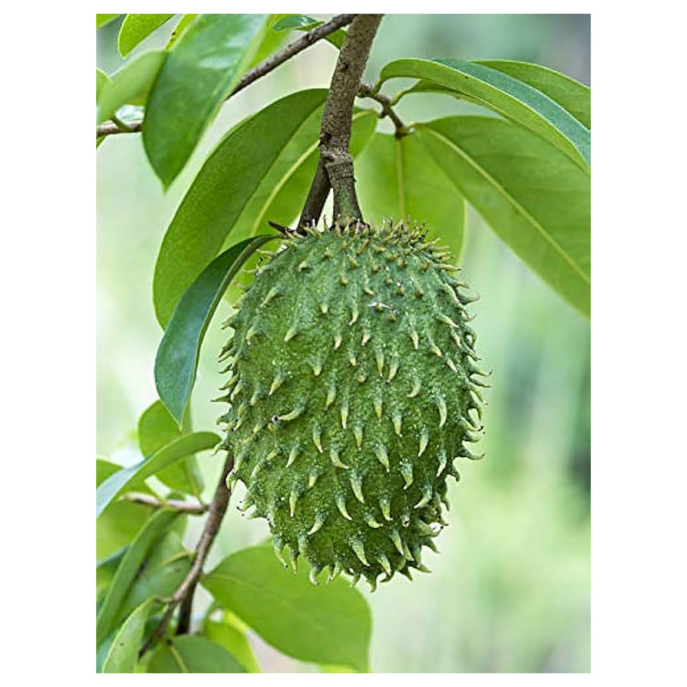 Heirloom Mixed Soursop Fruit Seeds for Planting – Non-GMO Tropical Fruit Seeds for Sweet, Creamy Harvests at Home | Neera Seeds product photo [neera-v4-c2f16773050707d3722d]