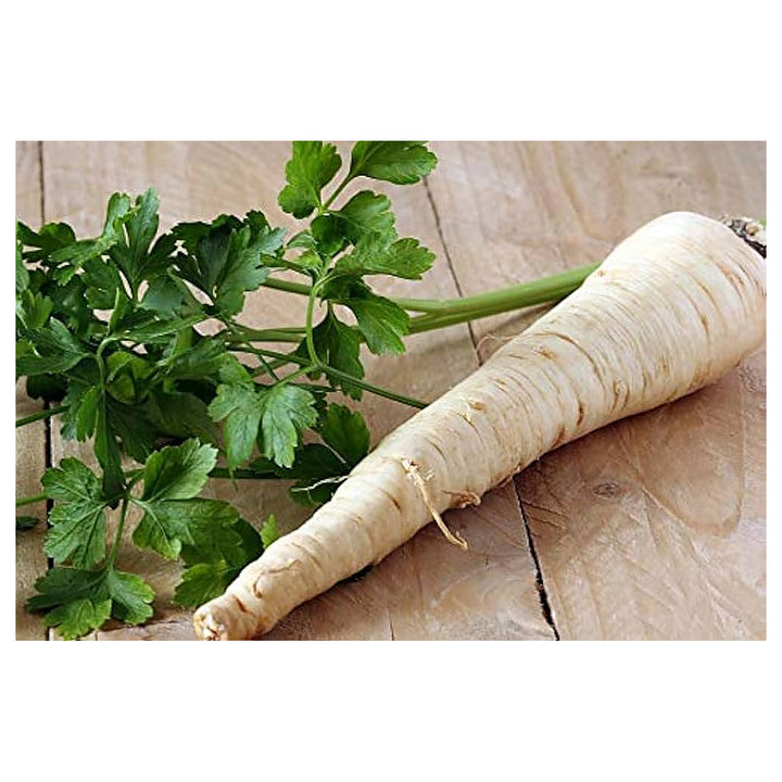 Parsley Root Vegetable For Planting Flower Seeds for Home Garden Planting, Colorful Organic | Neera Seeds product photo [neera-v4-c2f63be5a93e669d6a39]