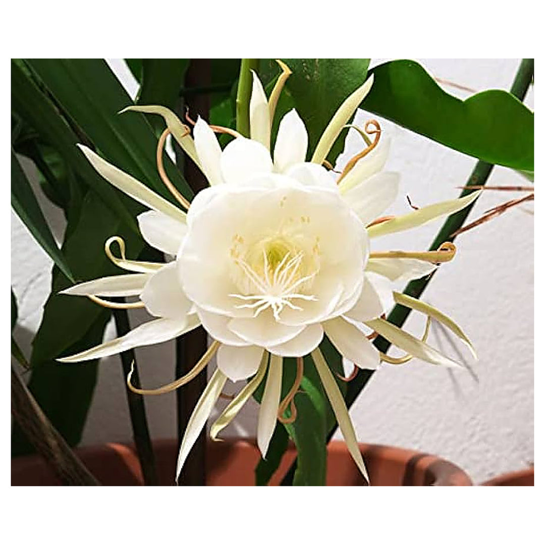 Epiphyllum Oxypetalum Flower Seeds for Planting – Heirloom, Non-GMO, High Germination Organic Garden Seeds | Neera Seeds product photo [neera-v4-c31ab790c5f84173f855]