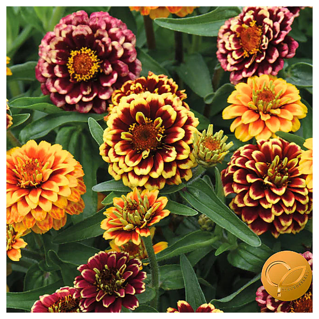 Aztec Sunset Zinnia Flower Seeds for Planting – Vibrant, Heirloom, Non-GMO, High Germination Garden Seeds | Neera Seeds product photo [neera-v4-c326e63c501bc018142a]
