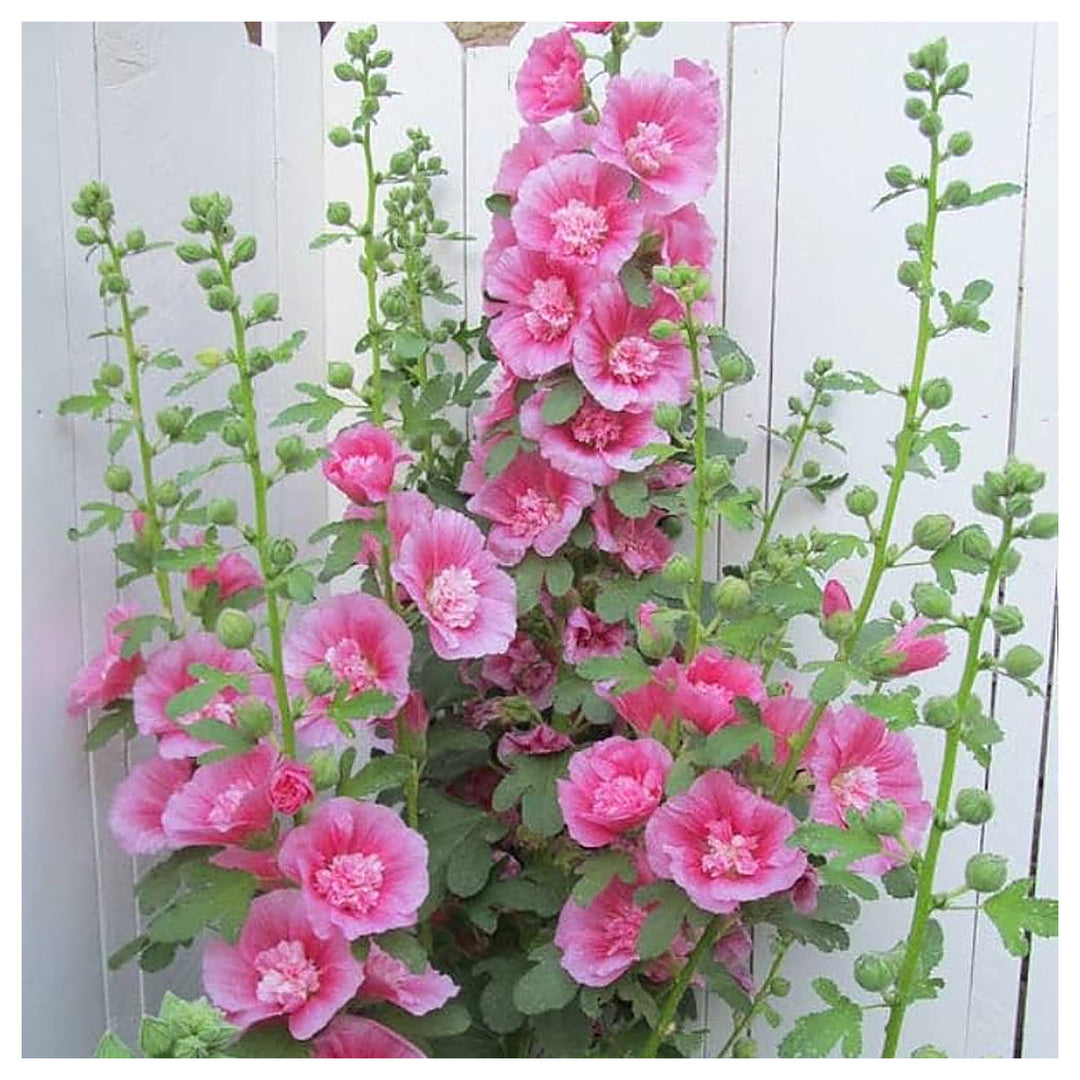 Pink Hollyhock Alcea Rosea Vibrant Garden Blooms Flower Seeds Home Garden Planting, | Neera Seeds product photo [neera-v4-c3415f5b72dbc611a66b]