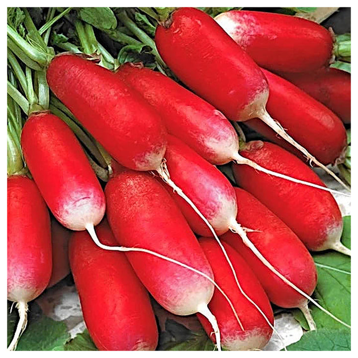 Heirloom Non-GMO Radish Mila Seeds for Vegetable Gardening – High Germination Organic Garden Seeds | Neera Seeds product photo [neera-v4-c344892773e97201b903]