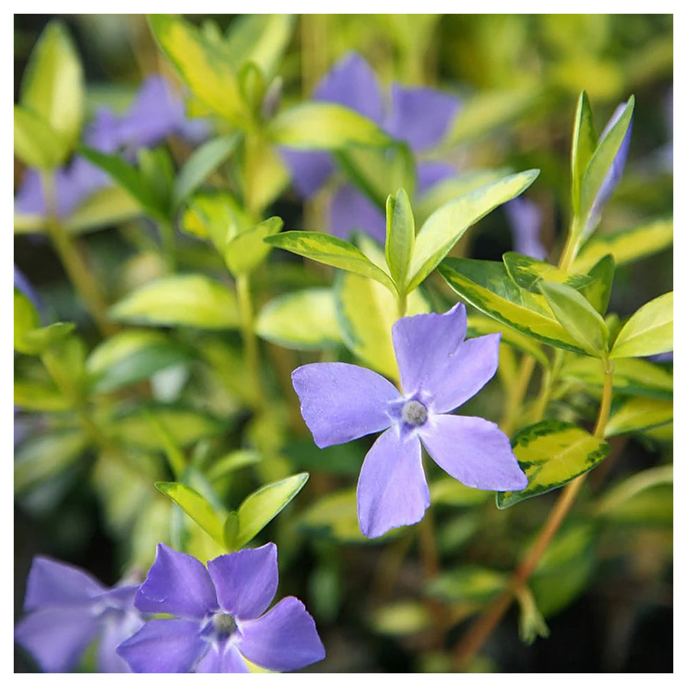 Heirloom Non-GMO Blue Vinca Flower Seeds – Colorful Ground Cover & Garden Planting | Neera Seeds product photo [neera-v4-c358d78eb50e4ecdcbbf]