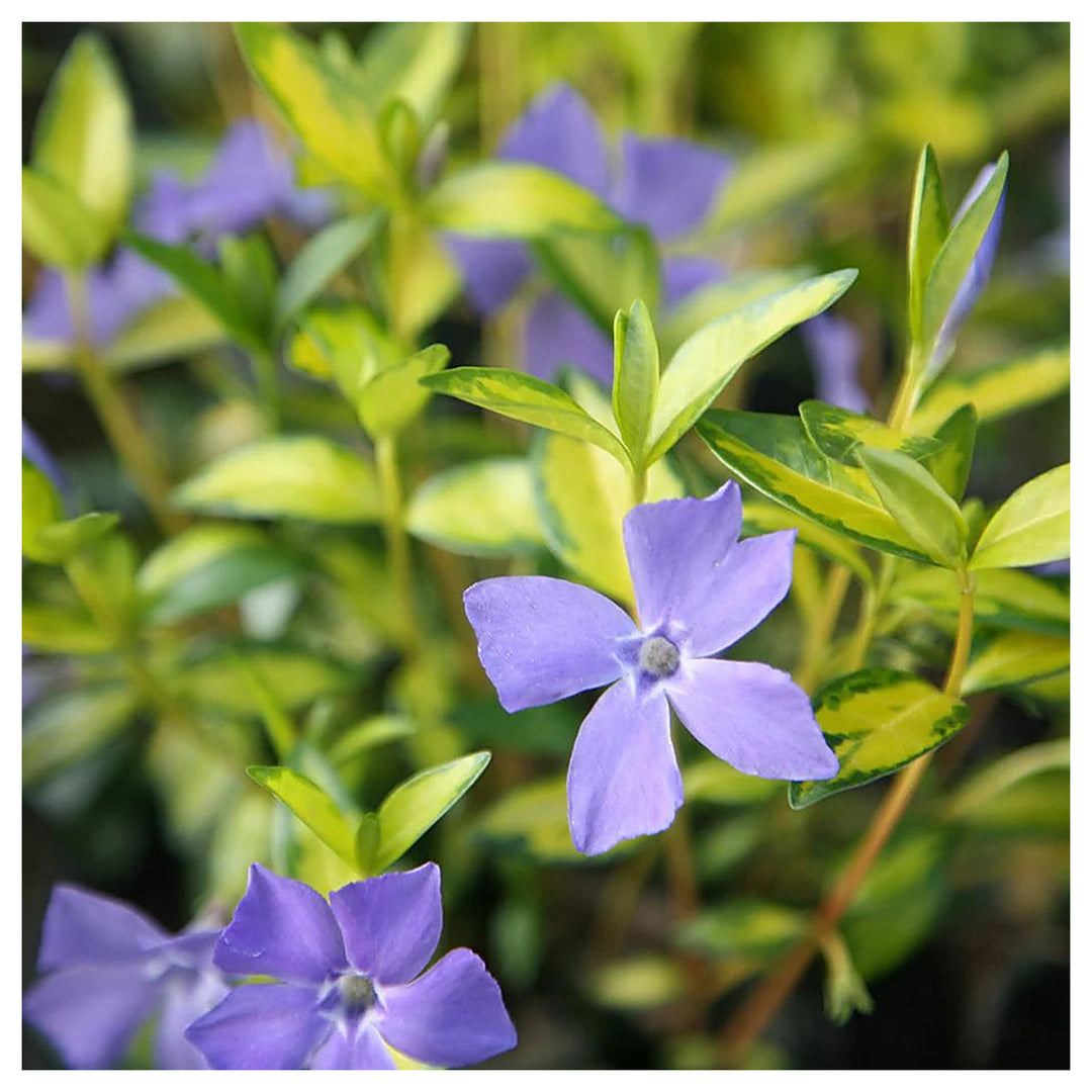 Heirloom Non-GMO Blue Vinca Flower Seeds – Colorful Ground Cover &amp; Garden Planting | Neera Seeds product photo [neera-v4-c358d78eb50e4ecdcbbf]
