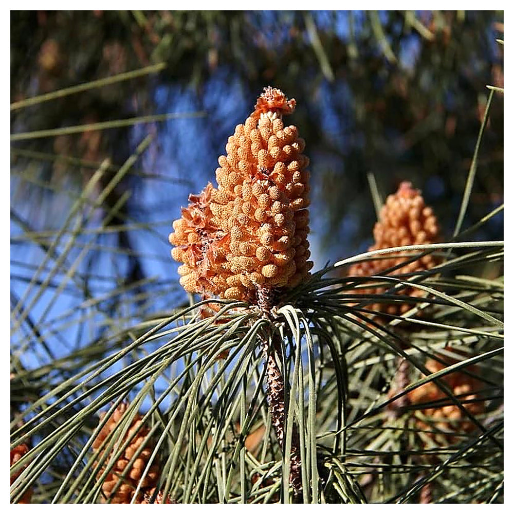 Italian Pine Nut Tree Seeds for Planting – Heirloom, Non-GMO, High Germination Organic Seeds for Nut-Bearing Trees | Neera Seeds product photo [neera-v4-c374b8d2f86f3529ab79]