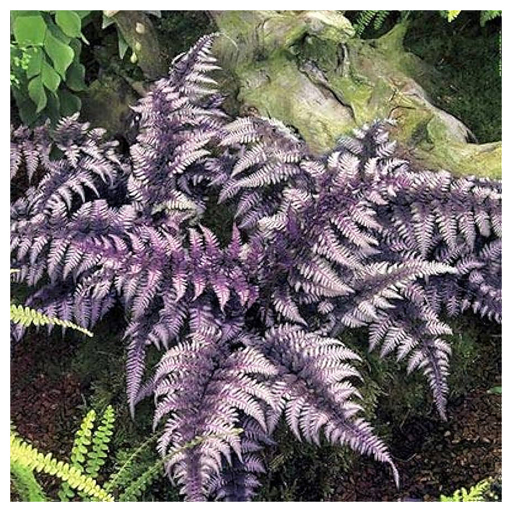 Purple Fern Plant Seeds – Heirloom Non-GMO, Easy to Grow Indoor & Outdoor Ornamental Plant | Neera Seeds product photo [neera-v4-c3761f93fb2691583c36]