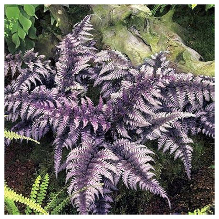 Purple Fern Plant Seeds – Heirloom Non-GMO, Easy to Grow Indoor &amp; Outdoor Ornamental Plant | Neera Seeds product photo [neera-v4-c3761f93fb2691583c36]