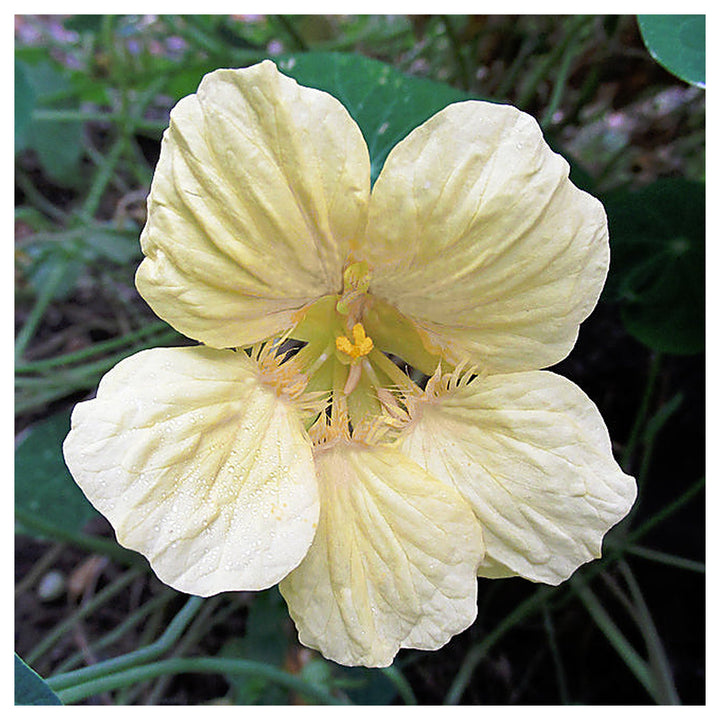 Heirloom Non-GMO Cream Nasturtium Flower Seeds for Garden Planting – Edible Decorative Blooms | Neera Seeds product photo [neera-v4-c37ad69cf01c330cc404]