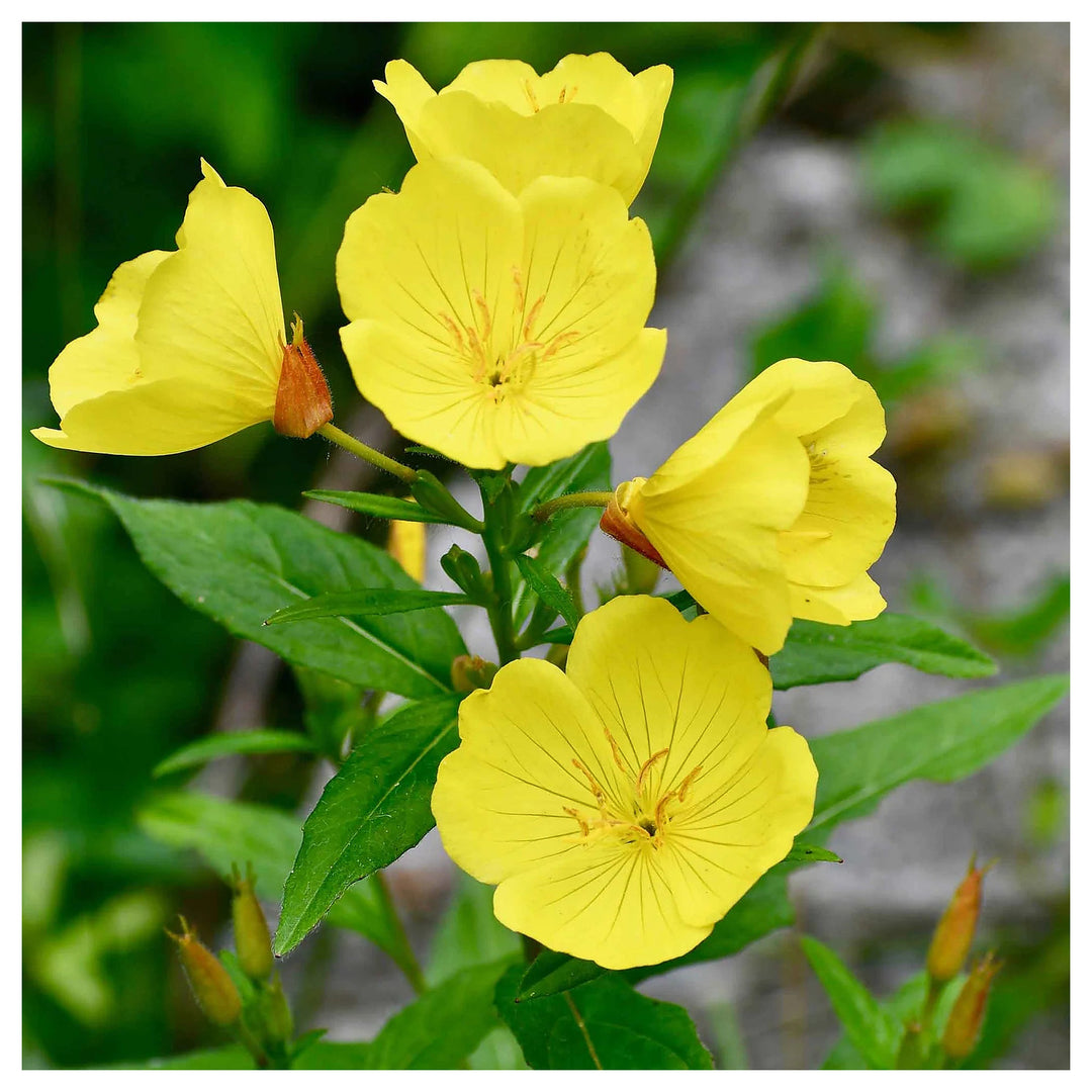 Heirloom Non-GMO Oenothera Biennis Flower Seeds for Planting – Medicinal Evening Primrose Garden Blooms | Neera Seeds product photo [neera-v4-c37f997ecbe3e3cfbec7]