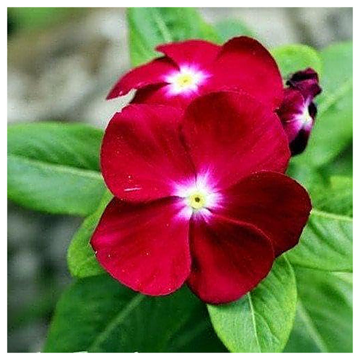 Red Vinca Rosea Flower Seeds for Garden Planting - Non-GMO, Heirloom Seeds for Easy Growth | Neera Seeds product photo [neera-v4-c37fae0aca0a0d0b7721]
