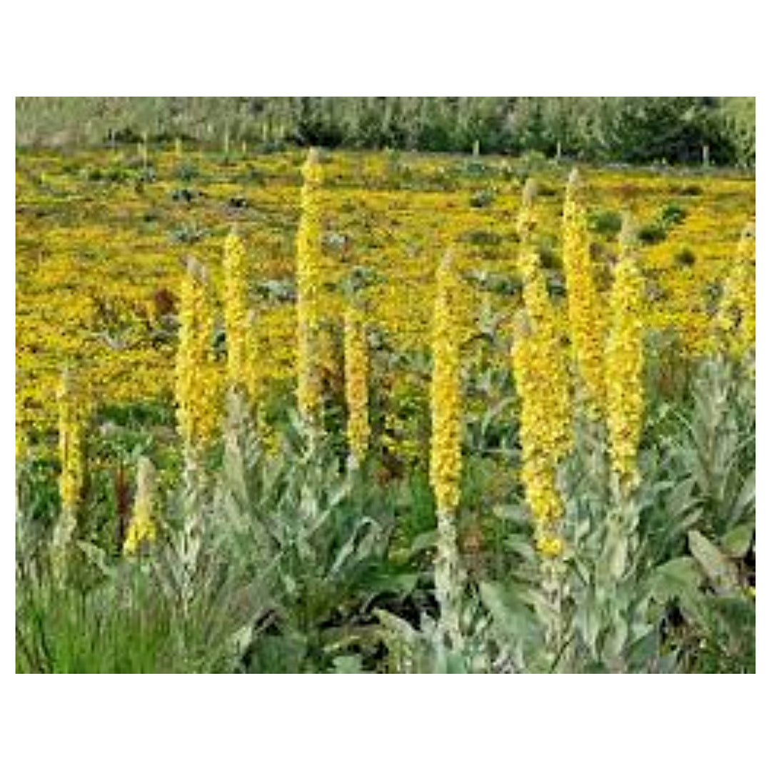 Heirloom Non-GMO Yellow Wolly Mullein Flower Seeds for Planting – Tall Spikes Organic Garden Seeds with High Germin | Neera Seeds product photo [neera-v4-c3801ad4322e7e93c083]