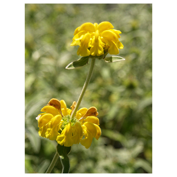 Yellow Jerusalem Sage Flower Seeds for Planting – Heirloom &amp; Non-GMO Garden Blooms | Neera Seeds product photo [neera-v4-c382adee17ad43c6113f]