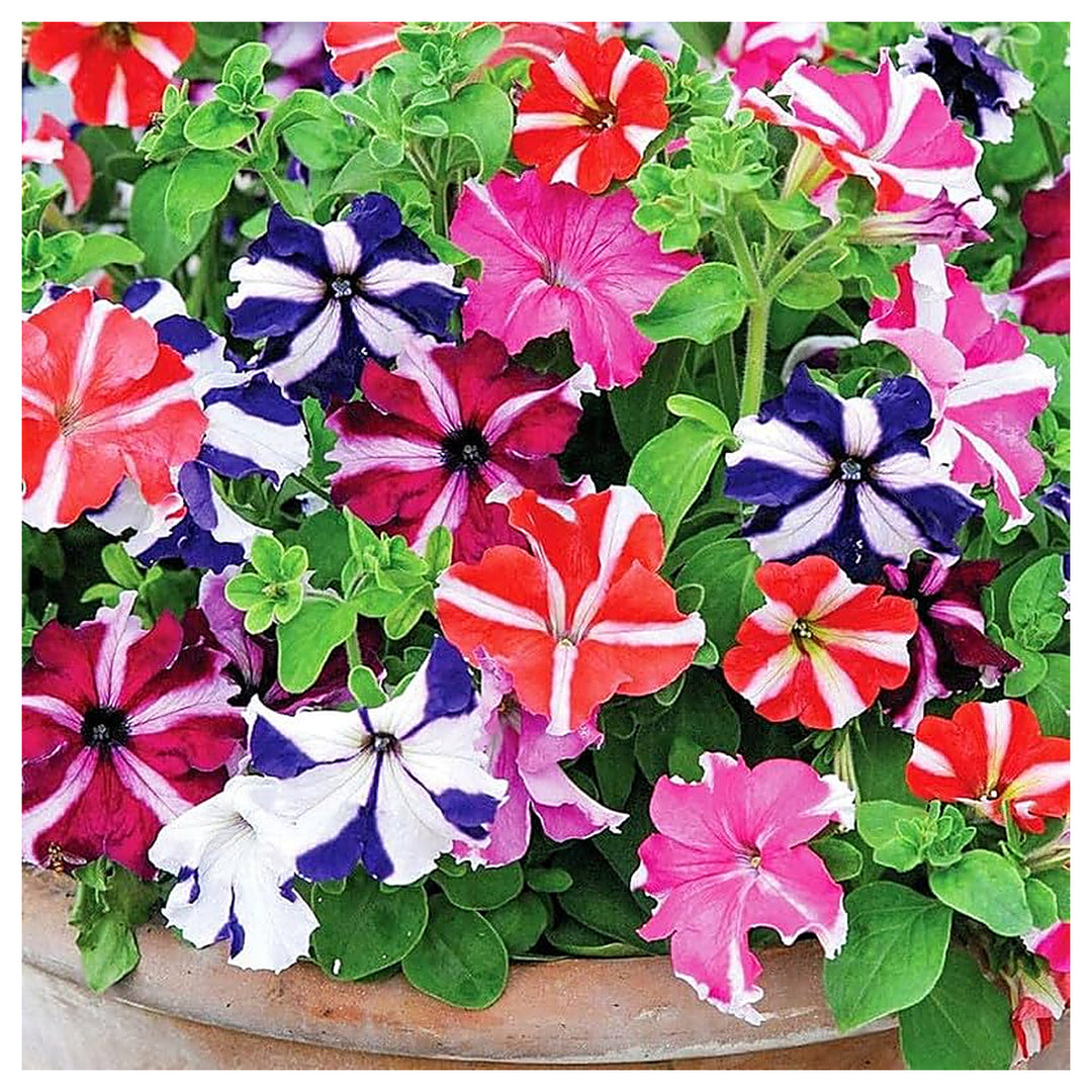 Mexican Petunia Mixed Flower Seeds for Planting – Heirloom & Non-GMO Organic Garden Seeds | Neera Seeds product photo [neera-v4-c386e2c7b4a058ec9130]
