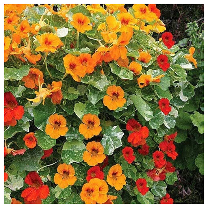 Heirloom Nasturtium Flower Seeds for Planting – Non-GMO, Fresh Edible Garden Blooms | Neera Seeds product photo [neera-v4-c396fef4bc2de20f905e]
