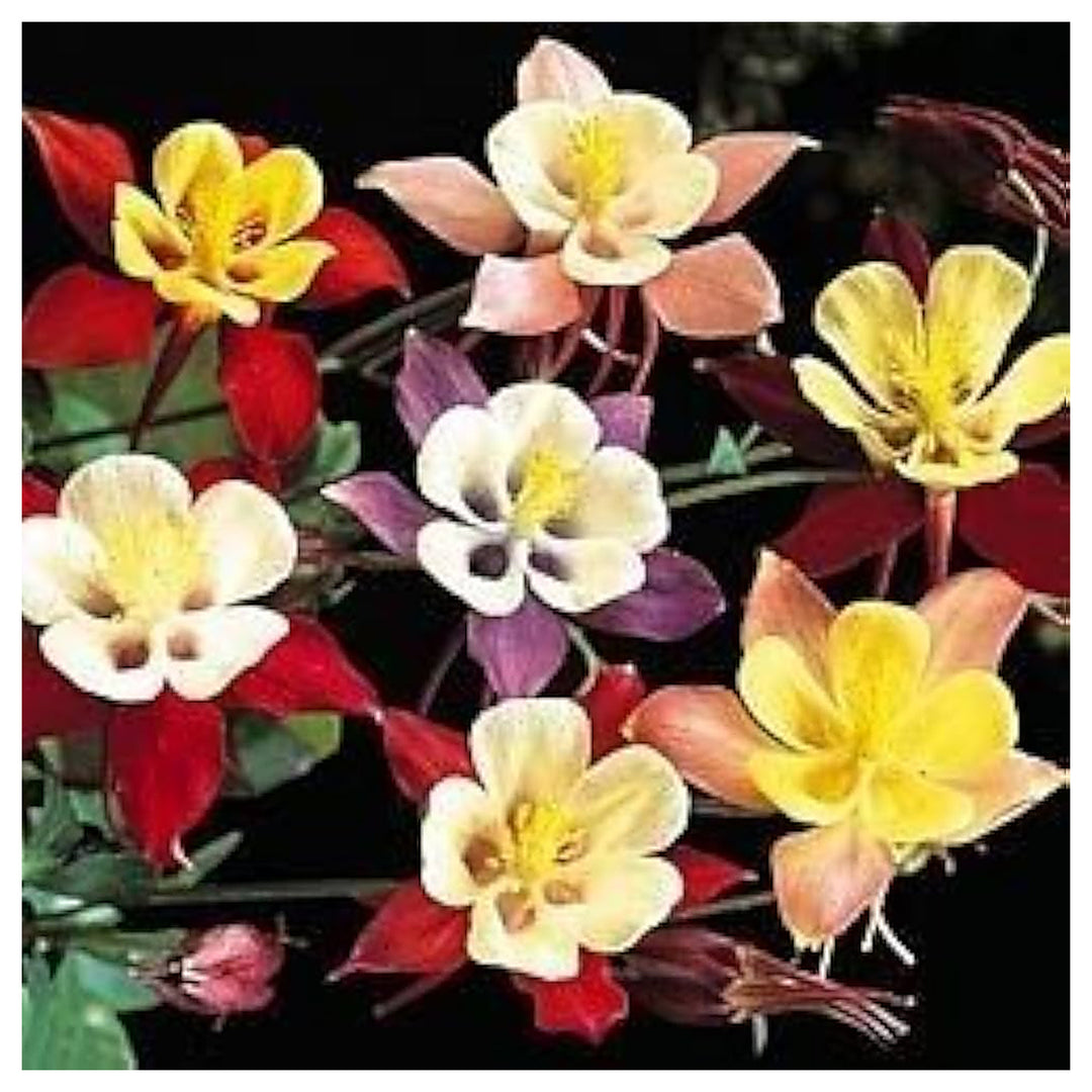 Blue Heirloom Columbine Giant Star Aquilegia Christy Flower Perennials Garden Displays Flower | Neera Seeds product photo [neera-v4-c3ac3c550f2546148d80]