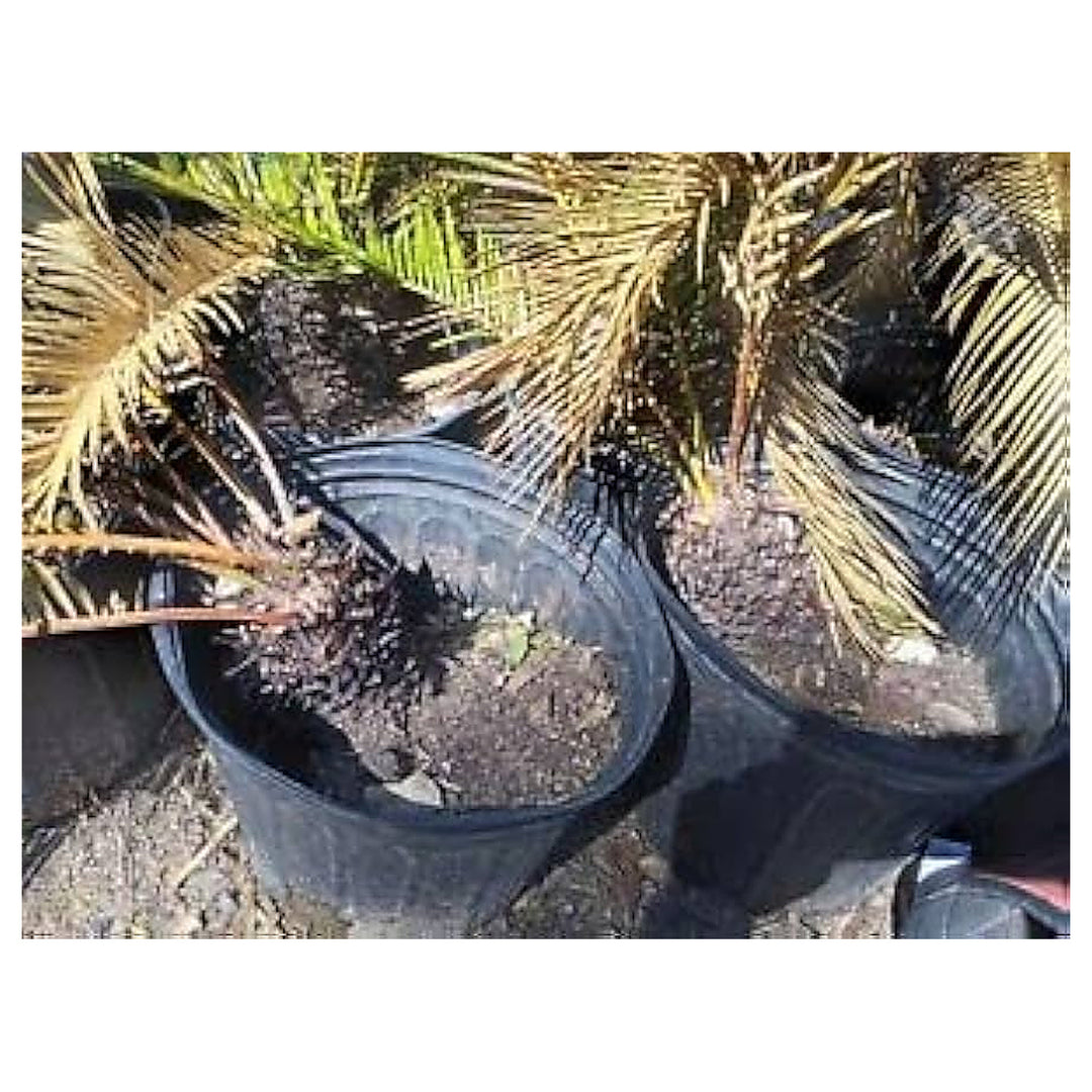 Heirloom Non-GMO Brown Cycas Plant Seeds for Planting – Tropical Foliage for Outdoor Landscapes | Neera Seeds product photo [neera-v4-c3ba04a057abd0aebcdb]