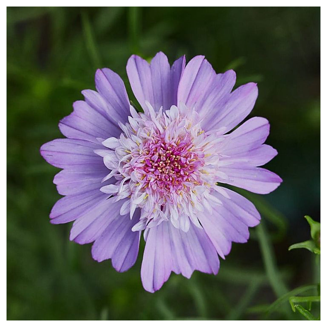 Cosmos Popsocks Pink Flower Seeds for Planting – Vibrant Blooms, Non-GMO, Heirloom | Neera Seeds product photo [neera-v4-c3d1e7a8a2f47b3b3aff]