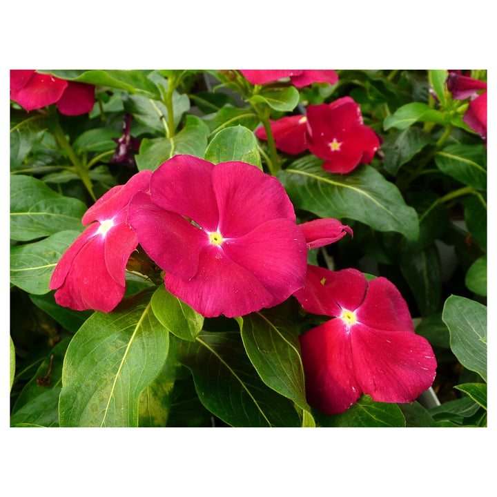 Red Vinca Rosea Flower Seeds for Garden Planting - Non-GMO, Heirloom Seeds for Easy Growth | Neera Seeds product photo [neera-v4-c3d6a534b2d061f4b89c]