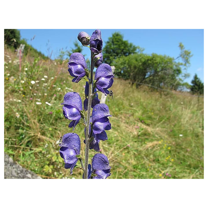 Organic Heirloom Aconitum Flower Seeds for Planting – Unique Variety Non-GMO Shade Blooms, High Germination | Neera Seeds product photo [neera-v4-c3e84b77951171385a6f]