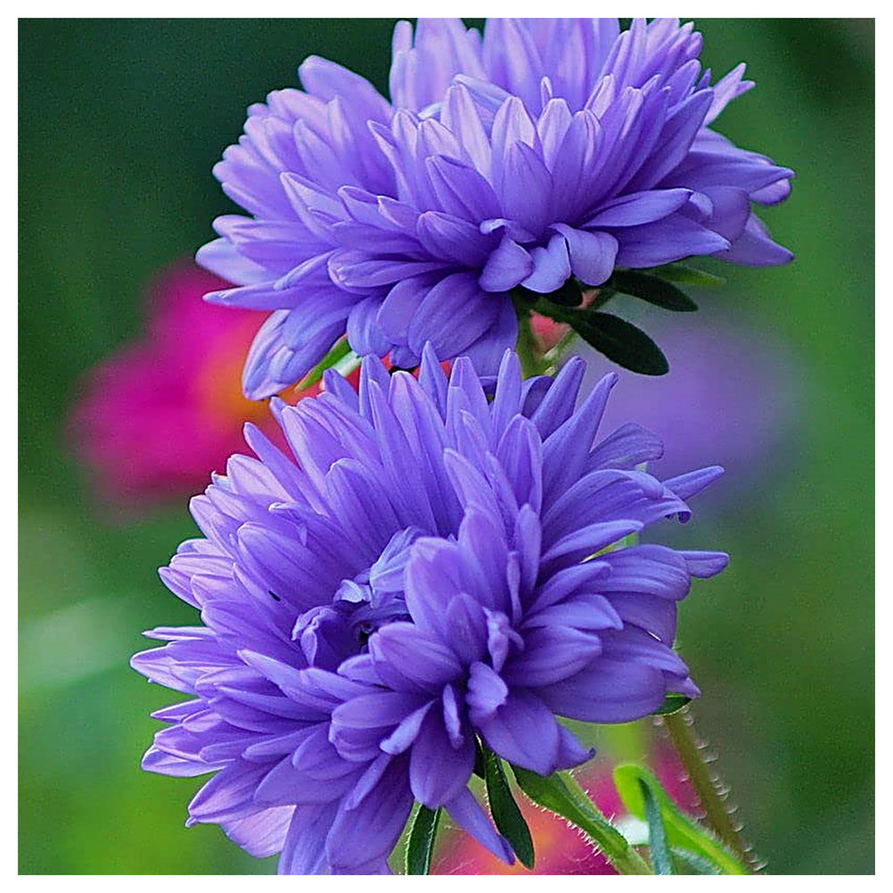Heirloom Aster Seeds – Non-GMO Flower Seeds for Planting | High Germination Organic Garden Blooms | Neera Seeds product photo [neera-v4-c3eedbb37724b85e177e]