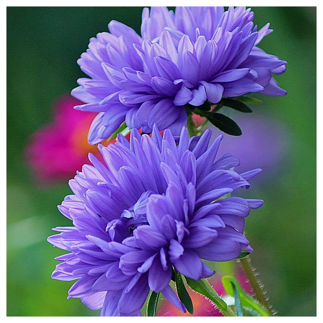 Heirloom Aster Seeds – Non-GMO Flower Seeds for Planting | High Germination Organic Garden Blooms | Neera Seeds product photo [neera-v4-c3eedbb37724b85e177e]