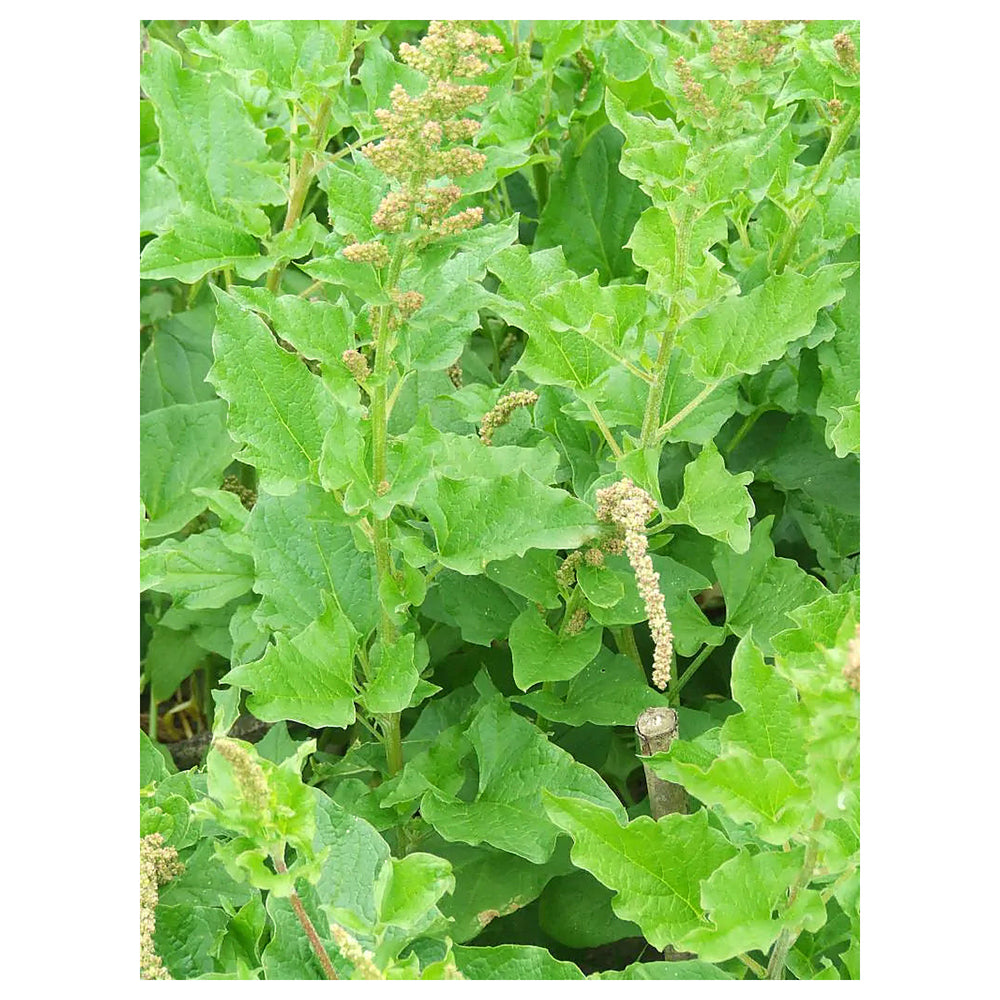 King Henry Plant Seeds for Planting - NON GMO Seeds | Neera Seeds product photo [neera-v4-c3ef2519f5560d063520]