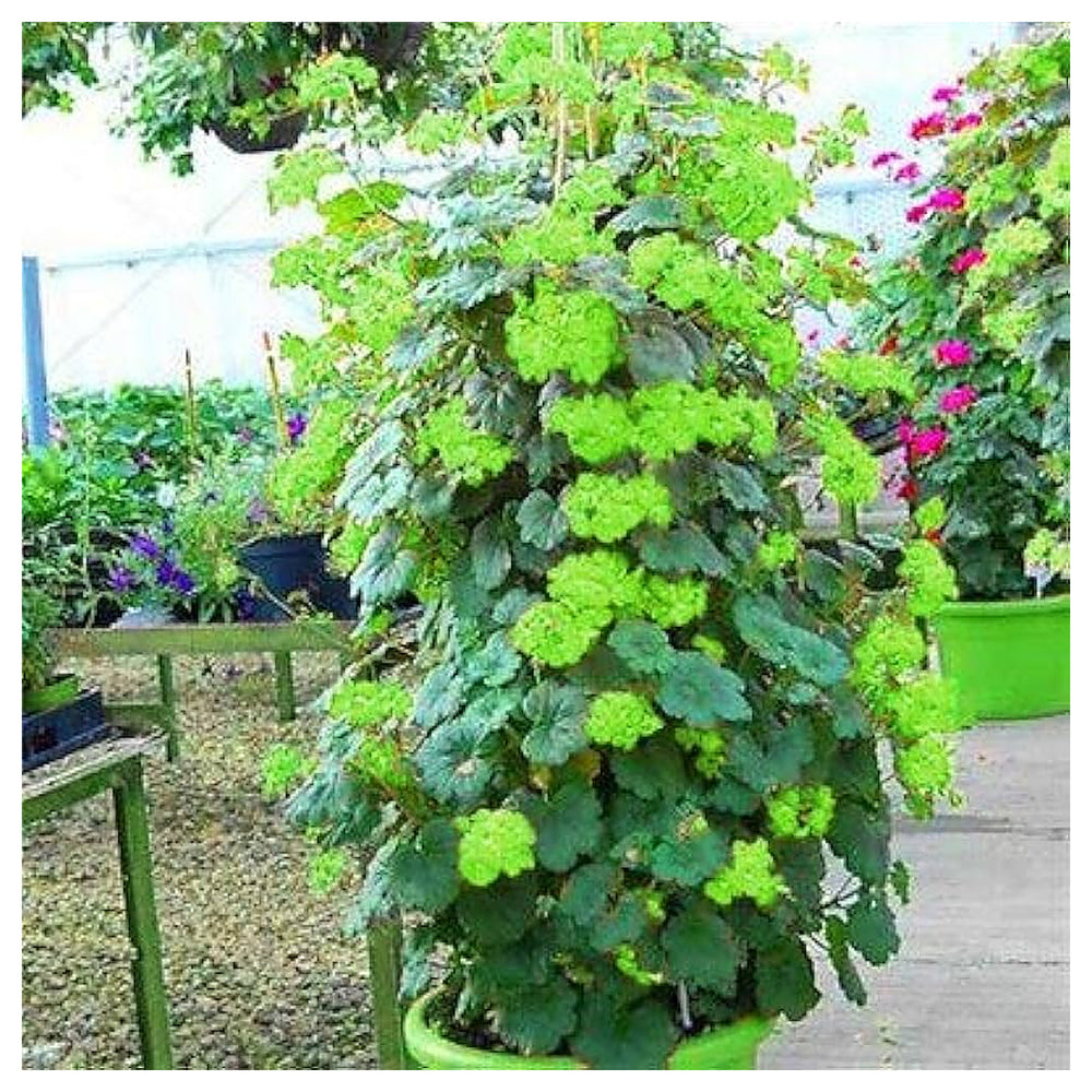 Green Climbing Geranium Flower Seeds for Planting – Heirloom, Non-GMO, High Germination Decorative Vine Bloom Garde | Neera Seeds product photo [neera-v4-c4021820d286a6f77662]