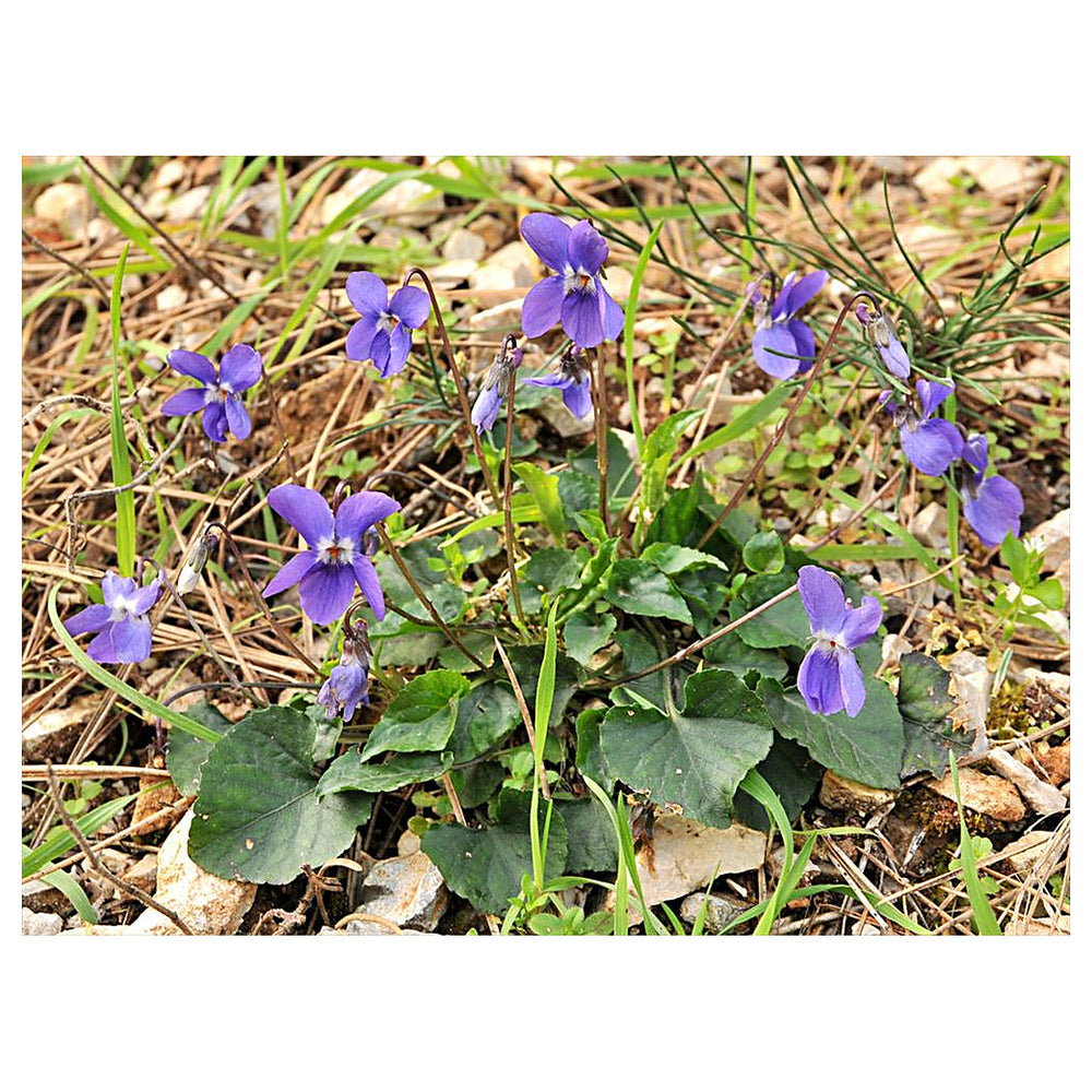 Heirloom Non-GMO Viola Alba Flower Seeds for Planting – Elegant White Blooming Organic Garden Seeds | Neera Seeds product photo [neera-v4-c4068c4babf182f2f975]