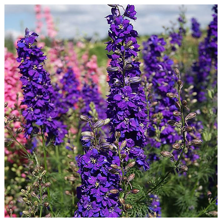 Delphinium Elatum Delphina Rose Flower Planting Flower Seeds Home Garden Planting, Colorful | Neera Seeds product photo [neera-v4-c40bd0c83f2c4d37a7db]