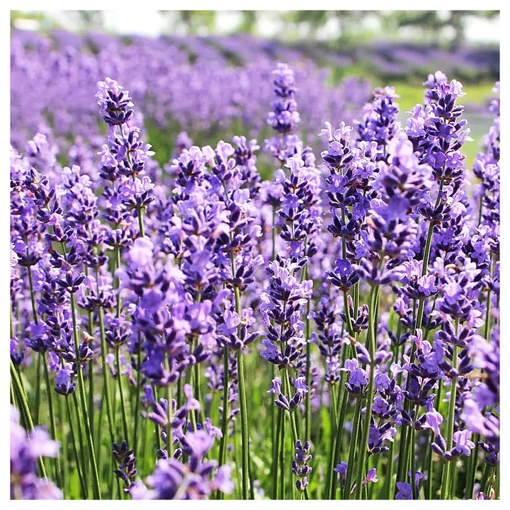 Heirloom Non-GMO Lavender Flower Seeds for Planting – Fragrant Blooming Garden Seeds | Neera Seeds product photo [neera-v4-c40dc930a665d8d4525a]