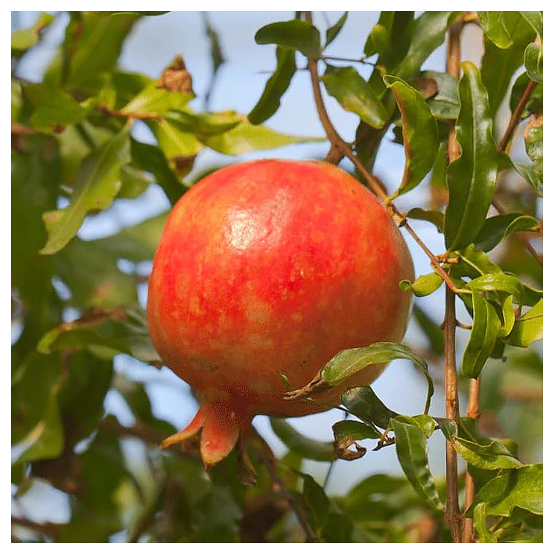 Red Pomegranate Fruit Seeds for Planting – Classic Tart-Sweet Variety, Heirloom & Non-GMO Seeds for Home Garden | Neera Seeds product photo [neera-v4-c41cf50941f4be711ba8]