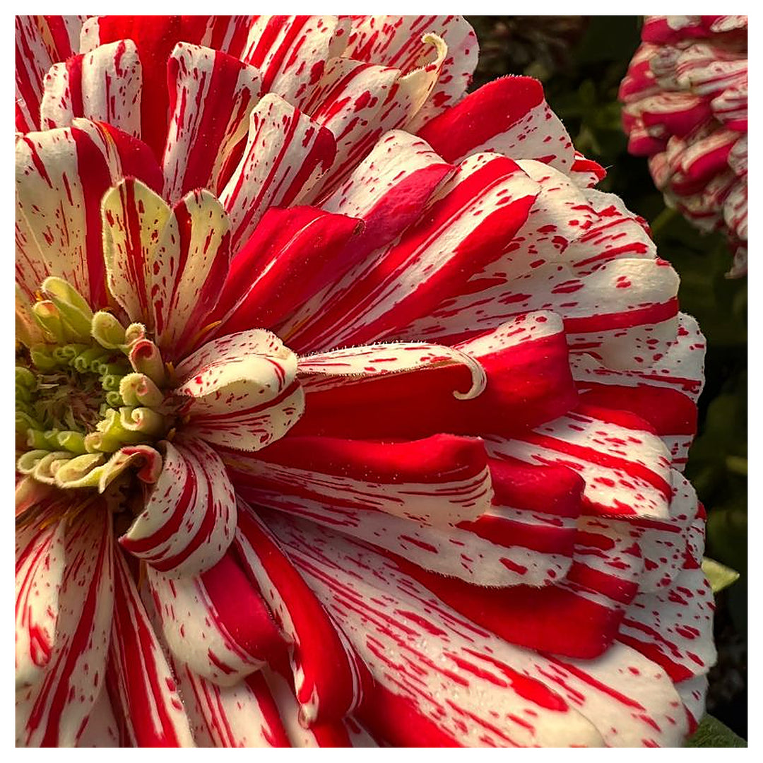 Zinnia Higro Candy Dog Flower For Vibrant Garden Blooms Flower Seeds for Home Garden Planting, | Neera Seeds product photo [neera-v4-c422bea3d6d84329c028]