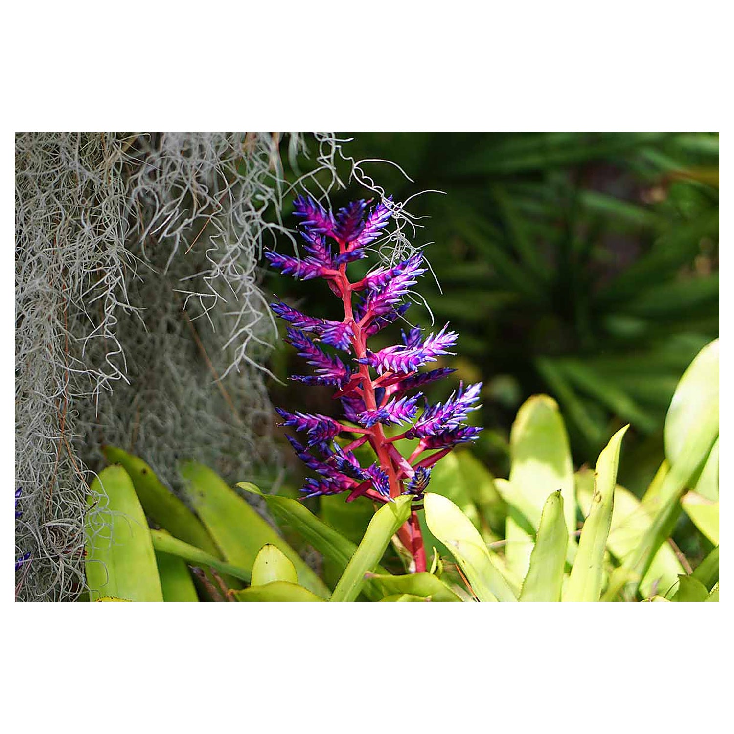 Purple Pink Bromeliad Seeds – Heirloom, Non-GMO – Neeraseeds