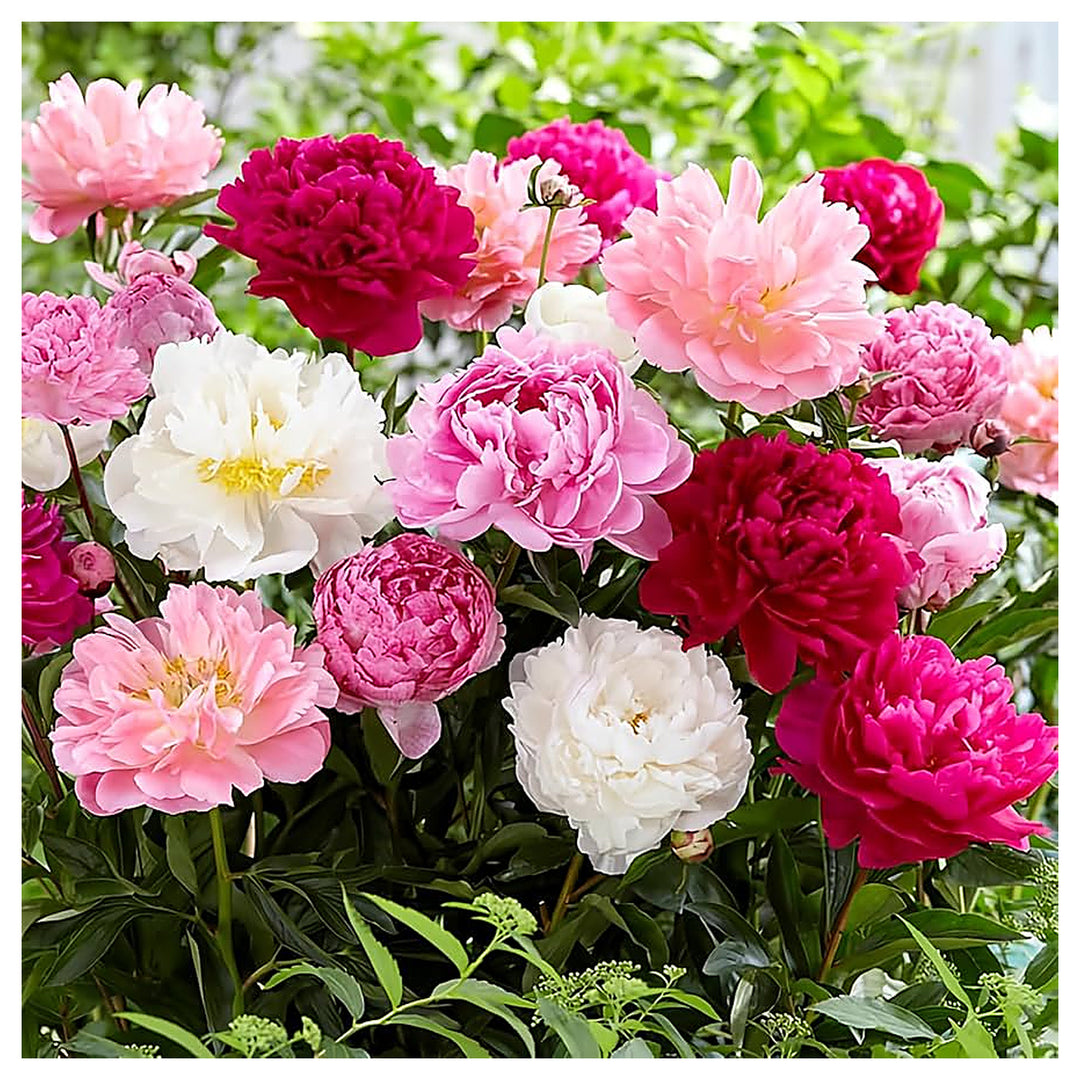 Peony Bonsai Planting Paeonia Flower Bed And Mixed Color Garden Flower Seeds Home | Neera Seeds product photo [neera-v4-c42b31c74b63b0b08a4b]
