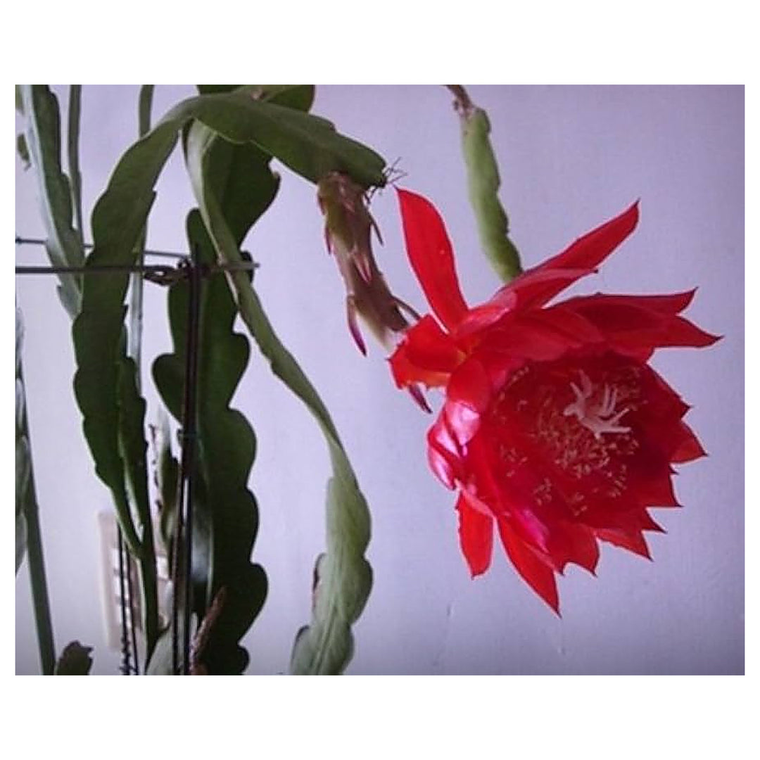 Custom Sunflower Mix Flower Seeds for Home Garden Planting, Vibrant Organic Blooming Collection | Neera Seeds product photo [neera-v4-c431b6f073f78387e414]