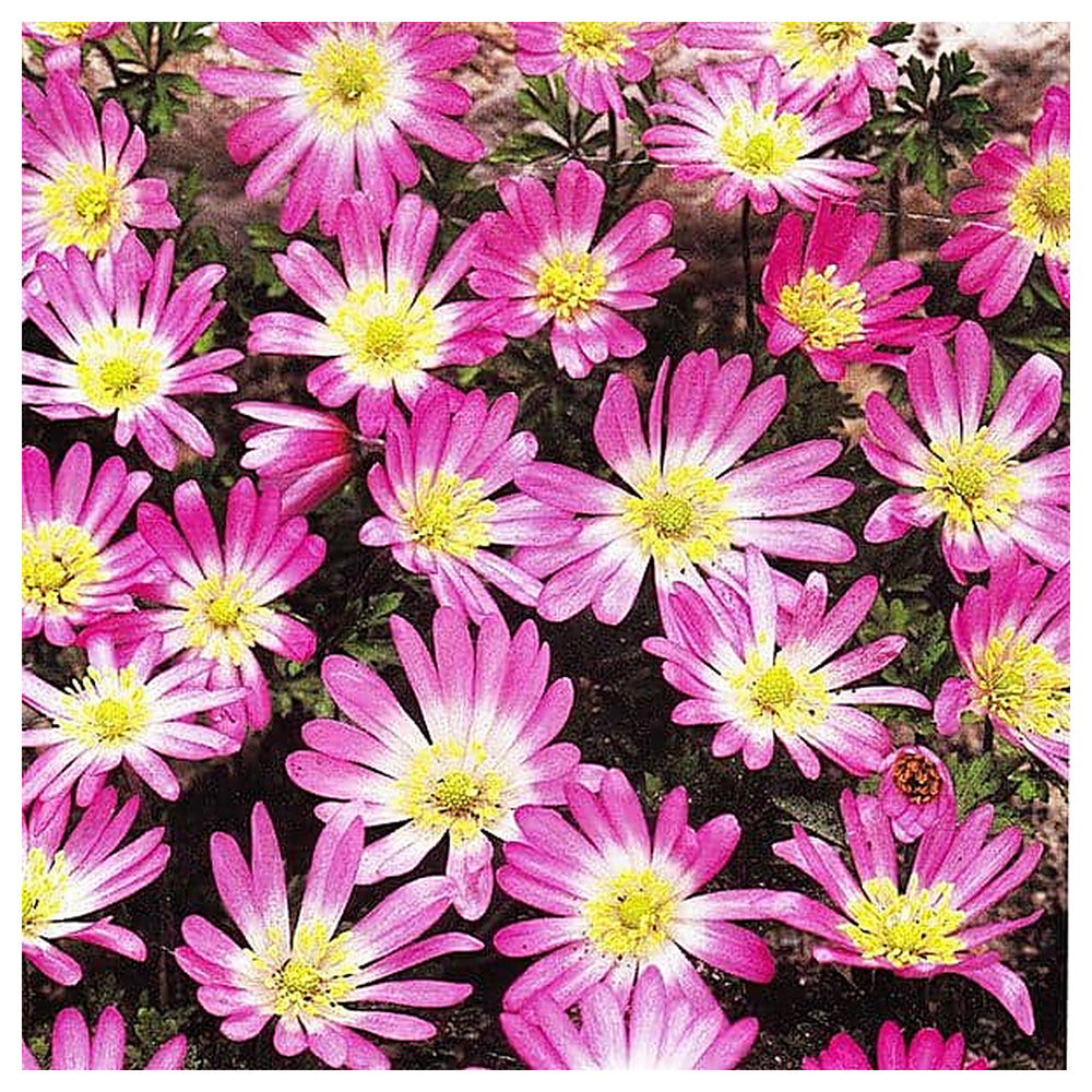 Heirloom Non-GMO Pink Blanda Star Flower Seeds for Garden Planting – Delicate Daisy-Like Bloom | Neera Seeds product photo [neera-v4-c43ac8f18f88a75300cf]