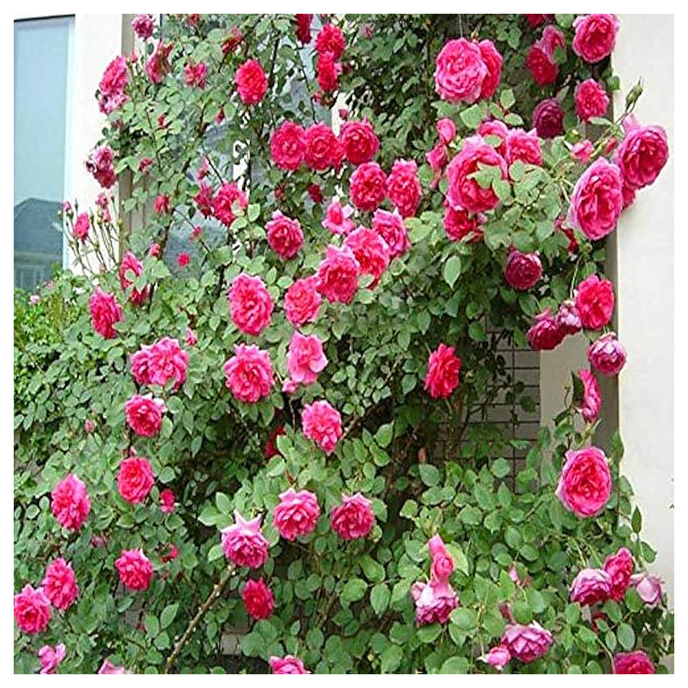 Heirloom Non-GMO Climbing Rose Flower Seeds for Planting – High Germination Vertical Garden Blooms | Neera Seeds product photo [neera-v4-c43f7bd82760be93d8ee]