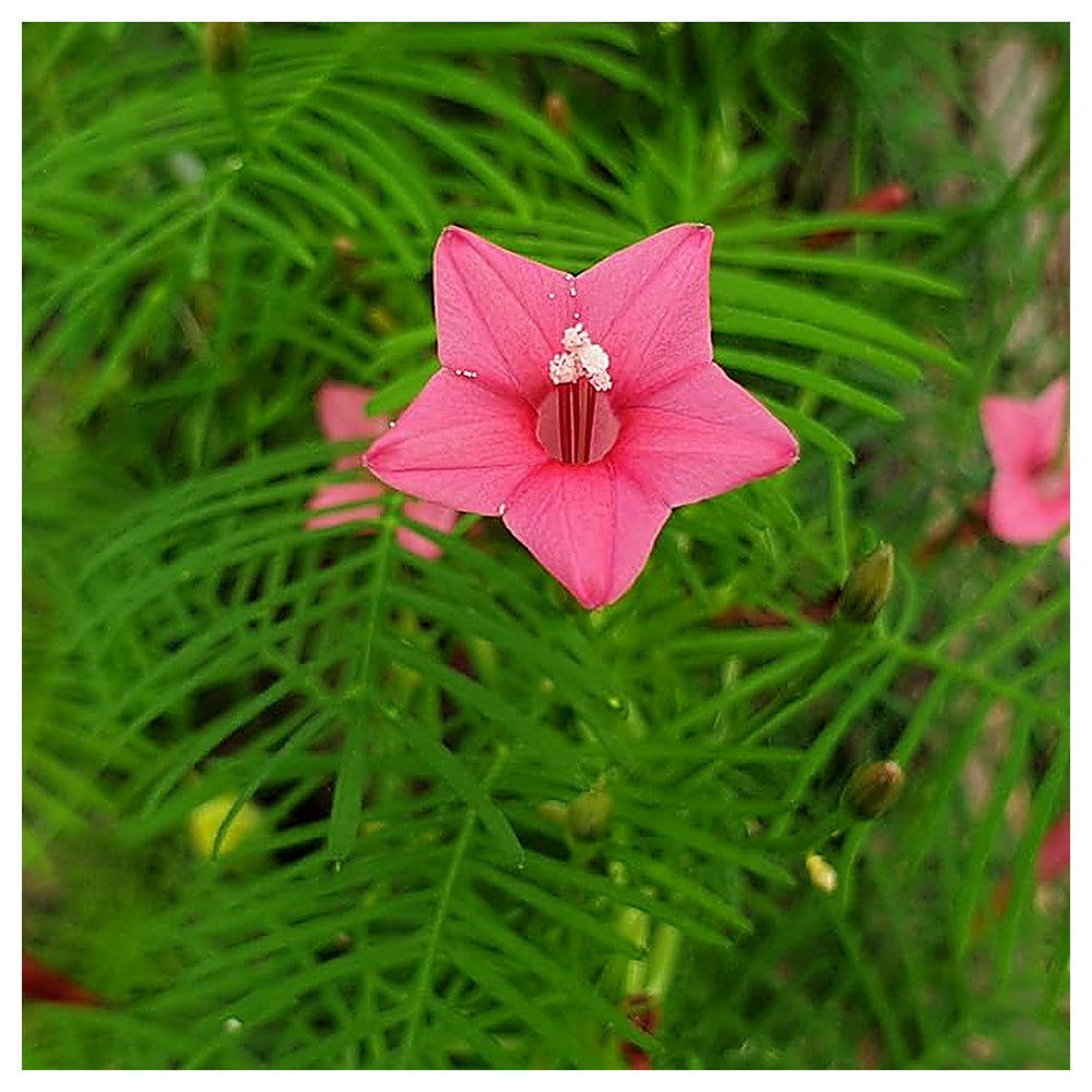 Annual Rose Cypress Vine Flower Seeds for Planting – 100 pcs | Heirloom Non-GMO Organic Garden Blooms | Neera Seeds product photo [neera-v4-c450090935546ae6df9d]