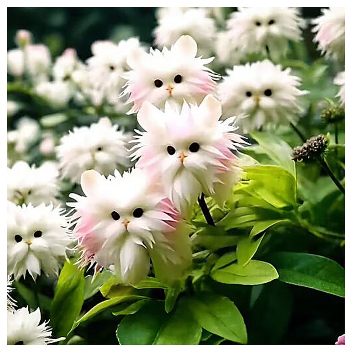 Amazing Plants! Cat&