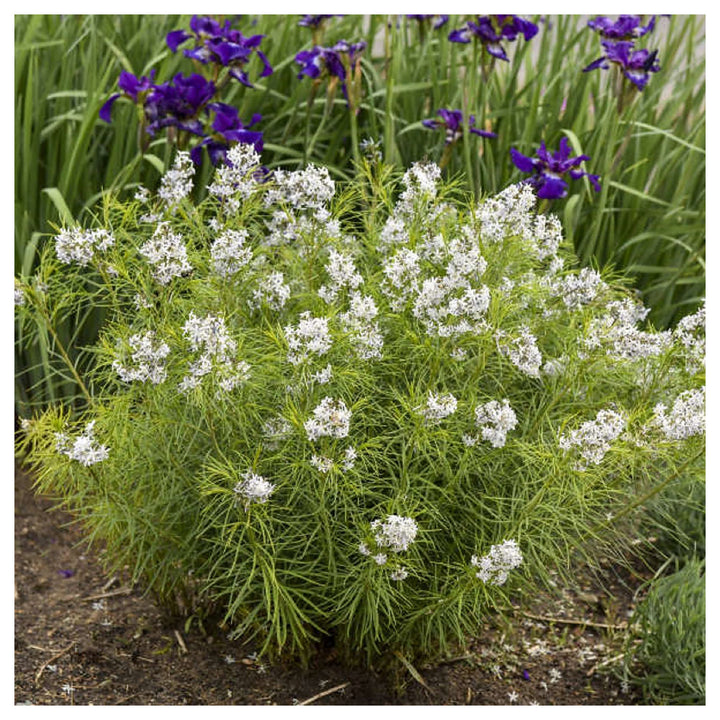 Heirloom Amsonia hubrichtii Bluestar Flower Seeds - Non-GMO, High Germination Organic Garden Seeds for Planting | Neera Seeds product photo [neera-v4-c458fd2b4c41052f651e]